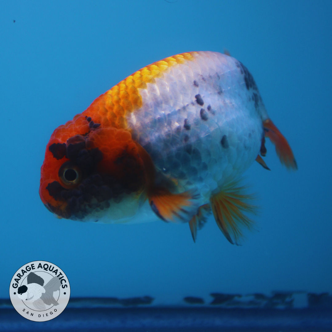 Live Premium Fancy Goldfish Thai Ranchu Red, White, & Black Female 3.5" Body 8 Months (JC-048)