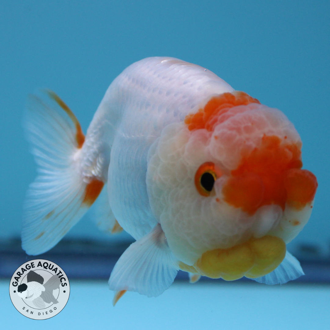 Live Premium Fancy Goldfish Thai Ranchu Red/White Dragon Head Fluffy Wen 3" Body Female (JC-51)