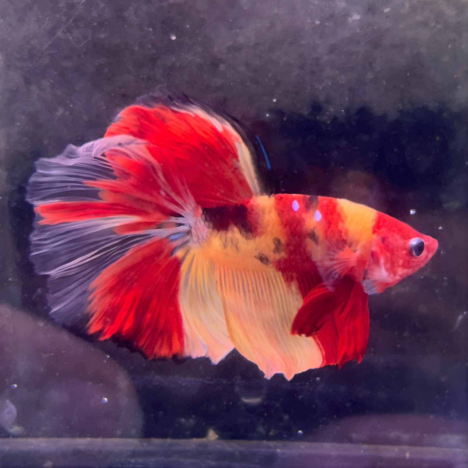 Koi Nemo Halfmoon Male Betta Fish (You pick) JAR#1 GBM-101