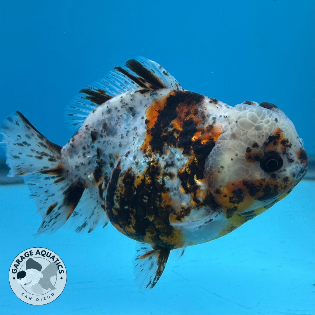 NK Thailand Thai Oranda Short Tail White Tiger Calico 4” Body Male (JC-030) R1C4 (FREE 2 DAY SHIPPING)