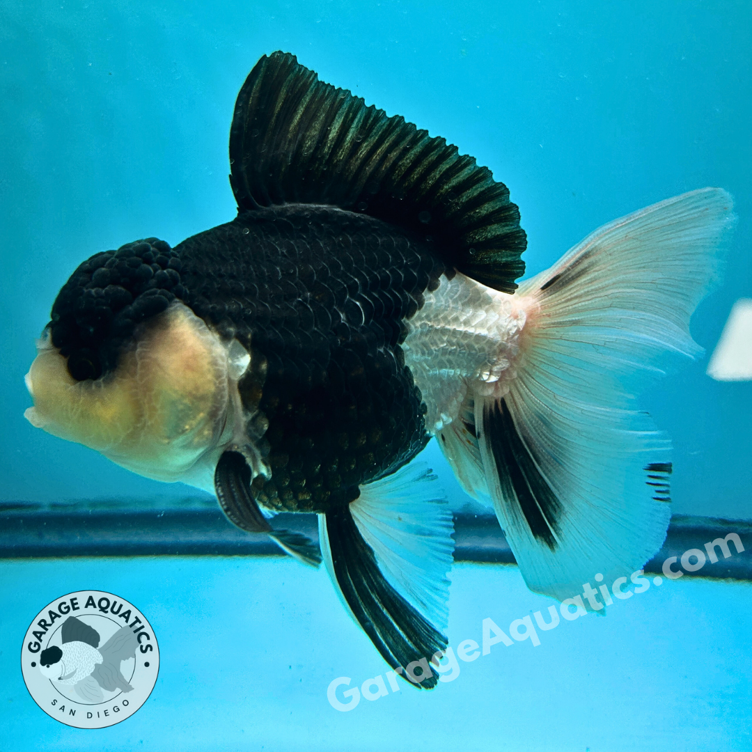 Live Premium Fancy Goldfish Thai Oranda Panda 3” body Male 7 Months (JC-110) R1C02