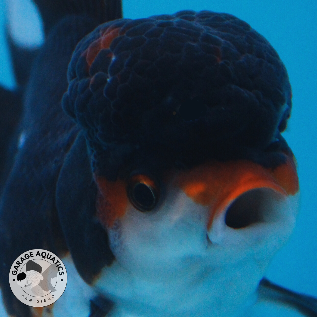 Live Premium Fancy Goldfish Thai Oranda Panda Red Cap Orchid Tail Female 3.5” Body 8 Months (JC-053)