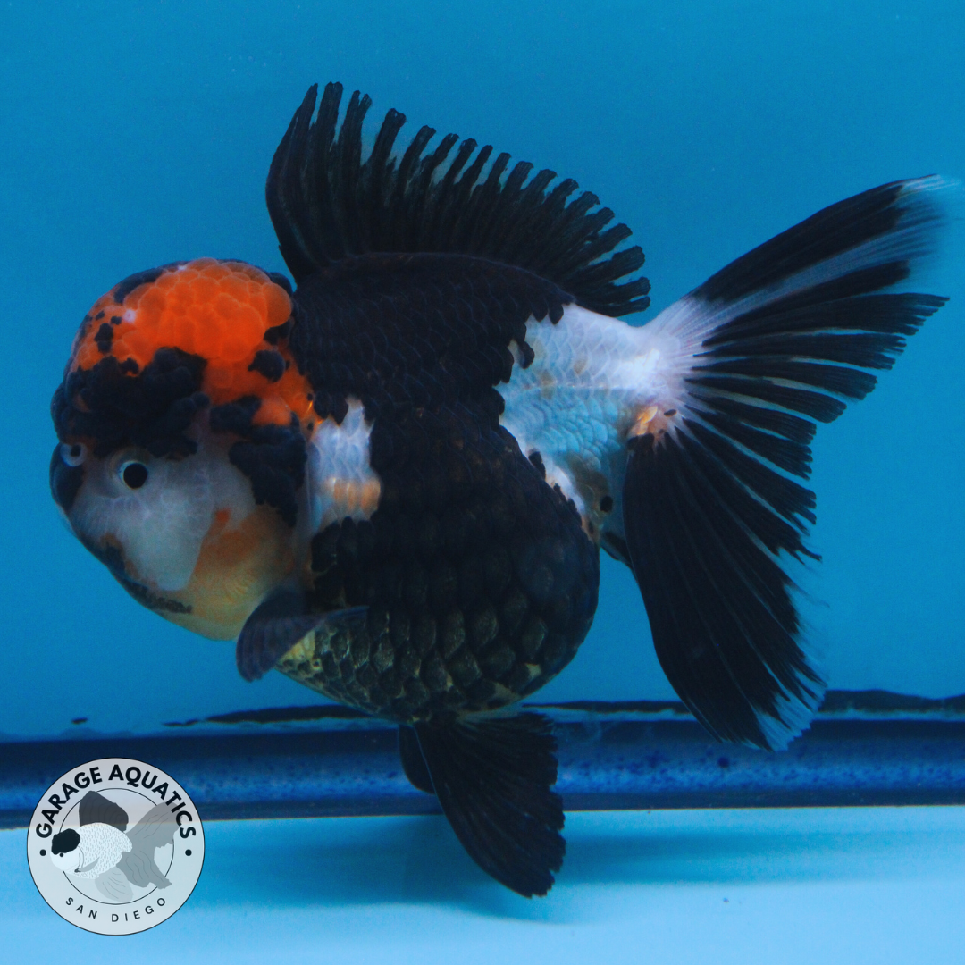 Live Premium Fancy Goldfish Thai Oranda Tri Color Red Cap Orchid Tail Female 3.5β Body 8 Months (JC-043)