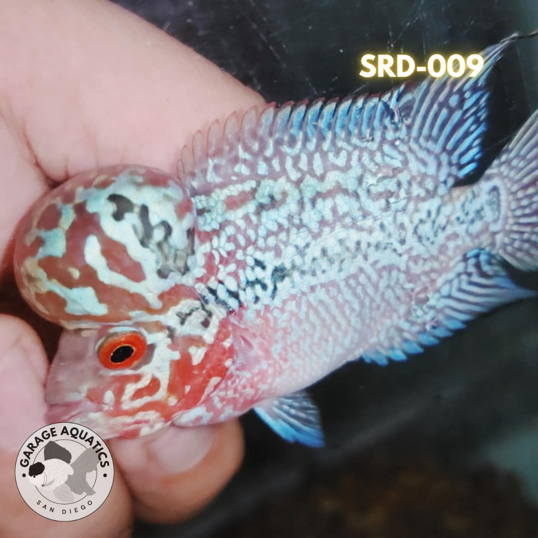 F1 Super Red Dragon Flowerhorn MALE 2" inch King Kamfa BIG KOK (SRD-009) D25-1