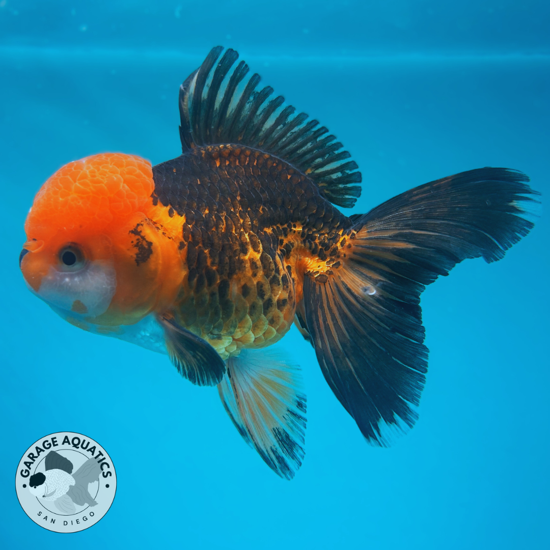 Live Premium Fancy Goldfish Thai Oranda Apache Red Cap Orchid Tail Tail Female 3.5” Body 8 Months (JC-042)
