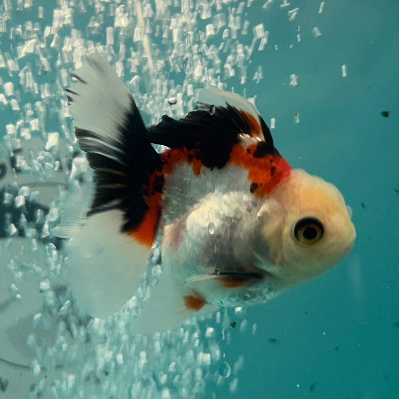 Live Premium Fancy Goldfish Thai Oranda Tri-Color 2.5" Male Body (SAK-005)