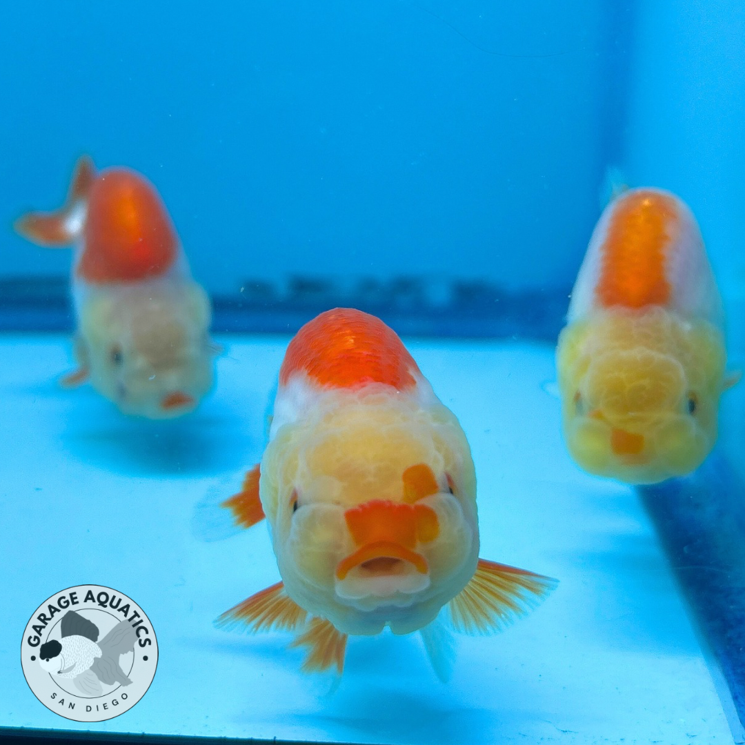 Live Premium Thai Ranchu Dragon Head Special Color Pack of 3 Ready To Ship (JC-058)
