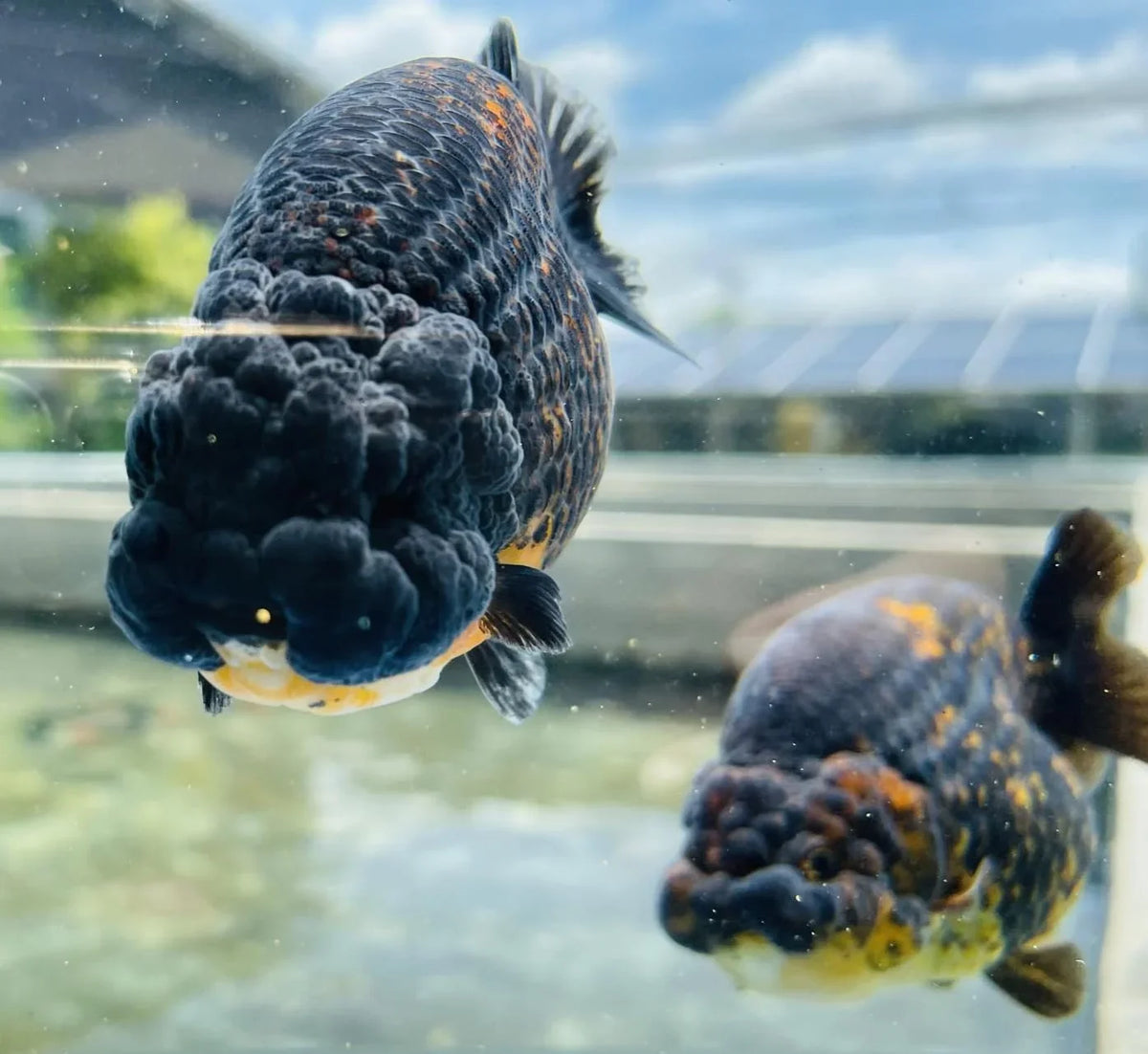 Calico Thai Ranchu Goldfish, 3"-3.5" Body (Our Choice)