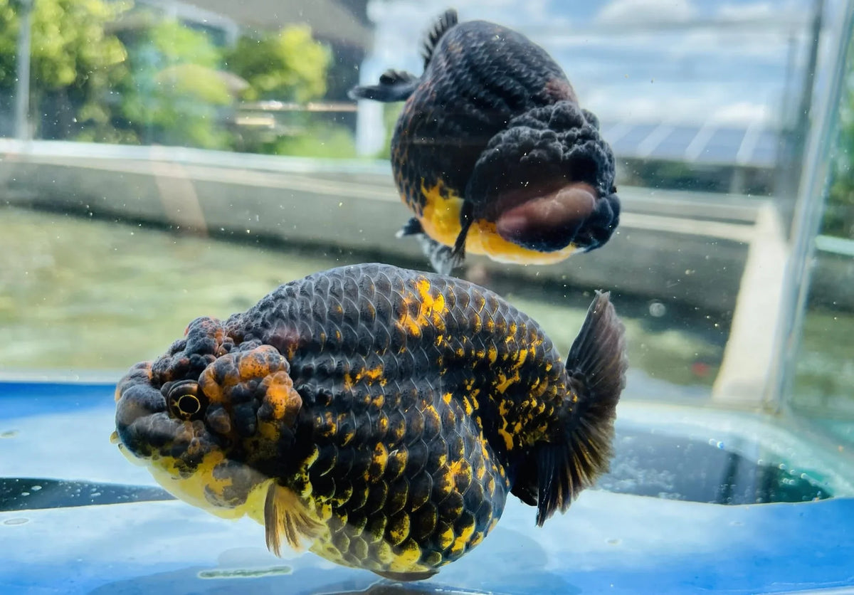 Calico Thai Ranchu Goldfish, 3"-3.5" Body (Our Choice)
