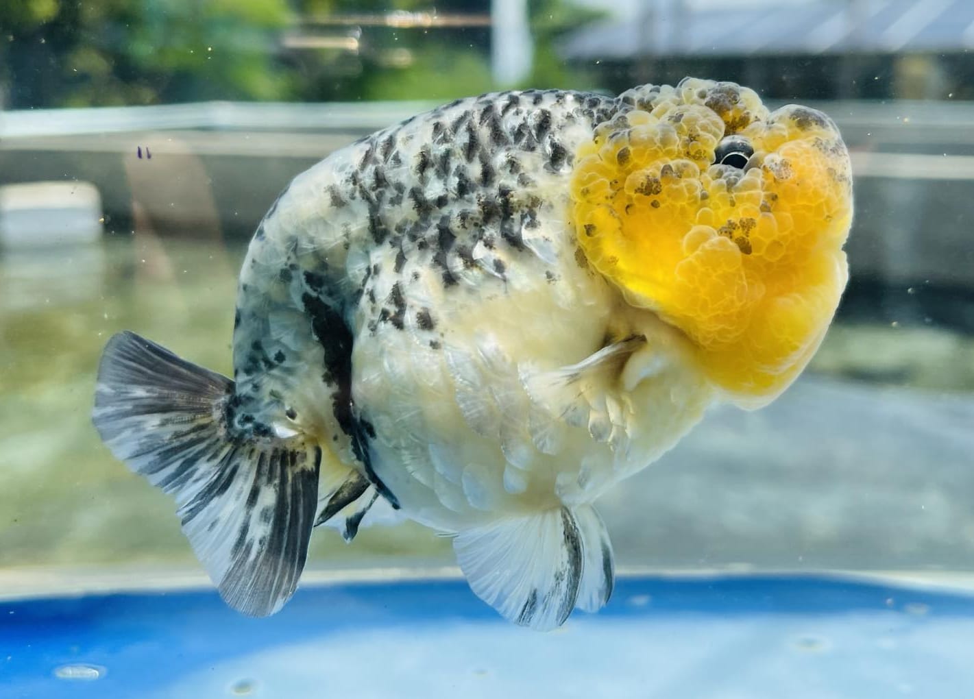 Live Fancy Goldfish Premium Select Calico Ranchu (Our Choice)