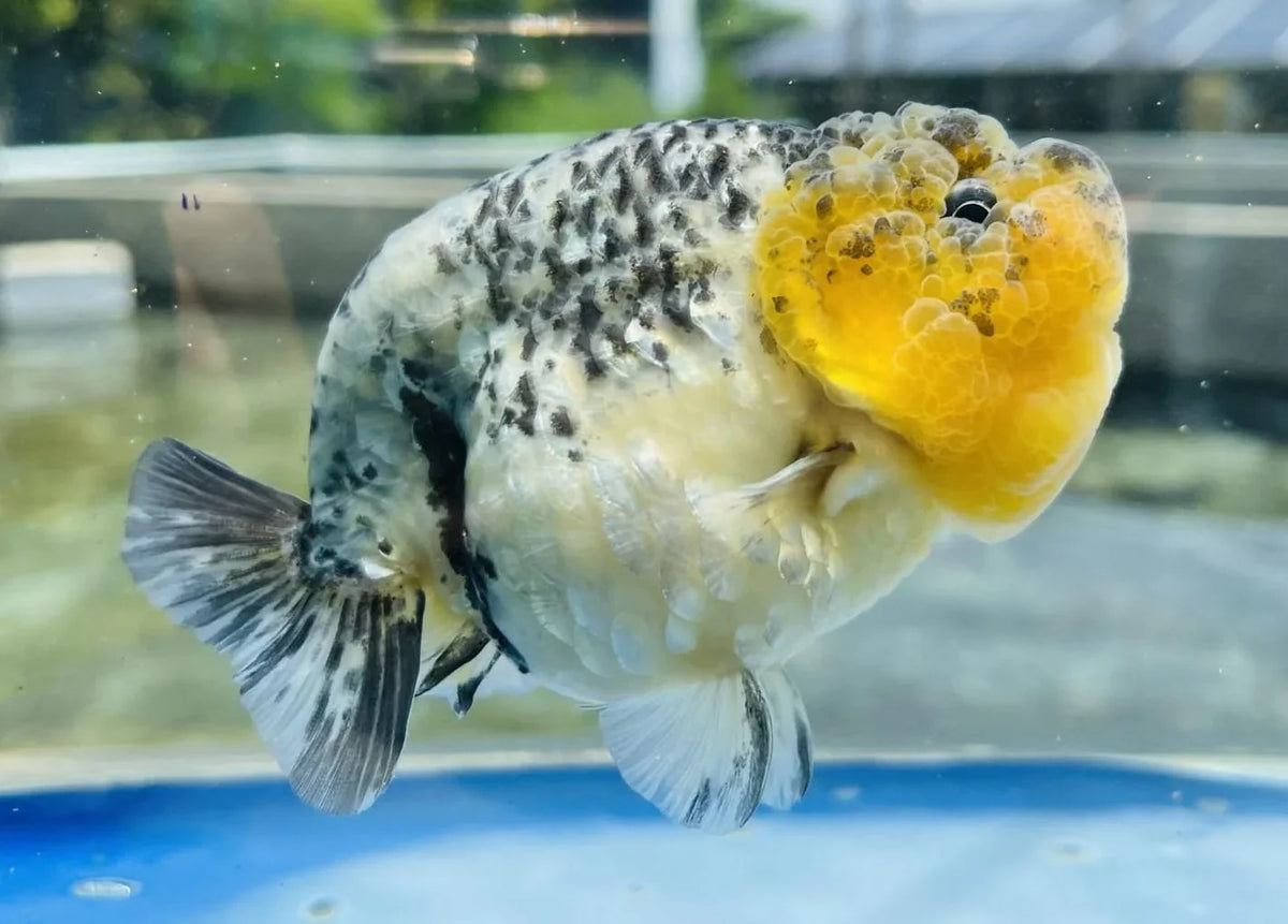Calico Thai Ranchu Goldfish, 3"-3.5" Body (Our Choice)