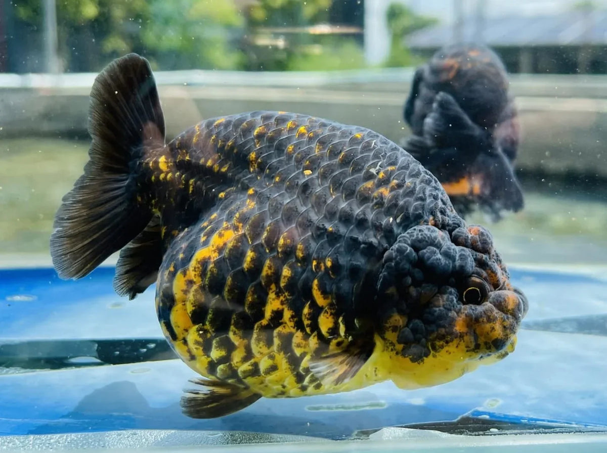 Calico Thai Ranchu Goldfish, 3"-3.5" Body (Our Choice)