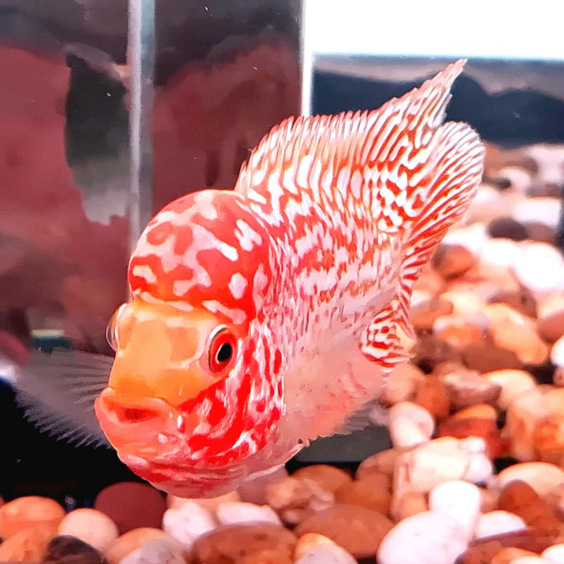 Golden Base Flowerhorn 6" PREMIUM (Our Choice)