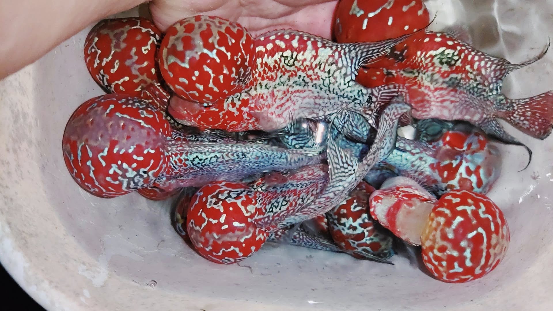 PREMIUM Super Red Dragon Flowerhorn 6" MALE (Our Choice)