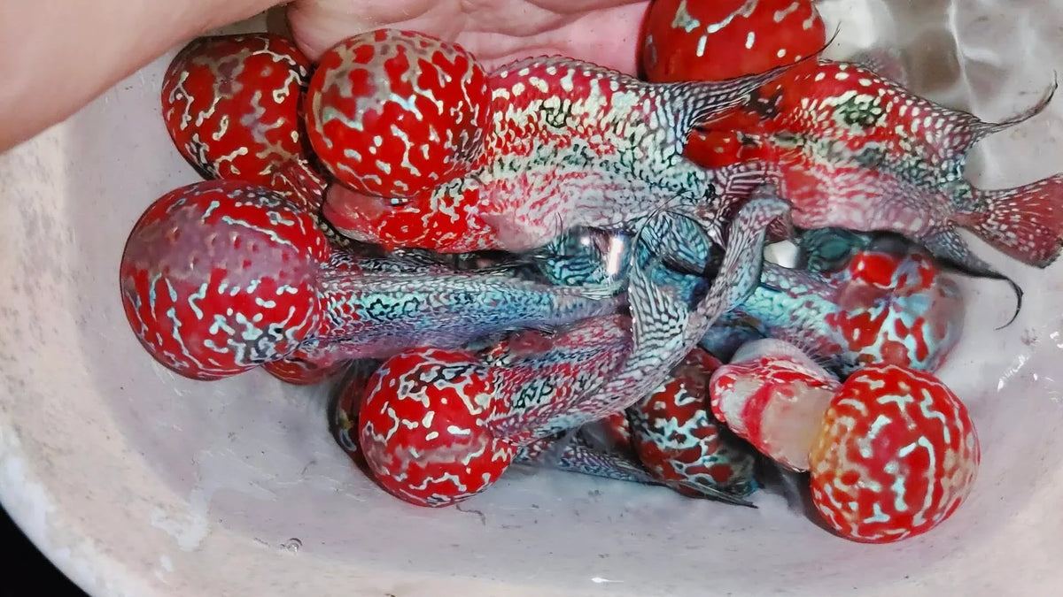 PREMIUM Super Red Dragon Flowerhorn MALE (Our Choice)