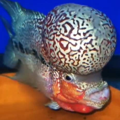 KML Flowerhorn 4"-5" inch PREMIUM (KAMOL) - (Our Choice)