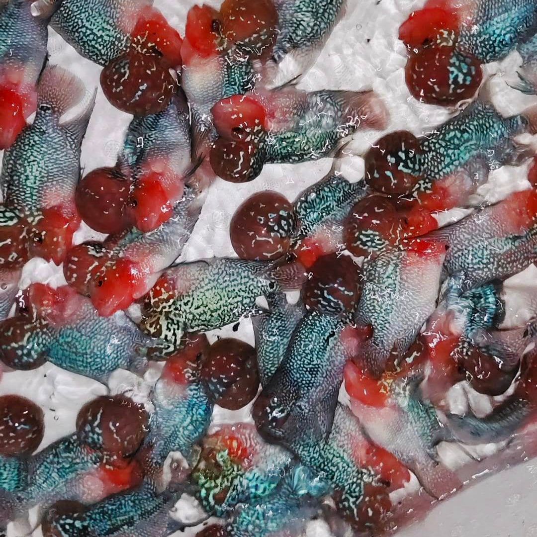 PREMIUM Super Red Dragon Flowerhorn 4" MALE (Our Choice)