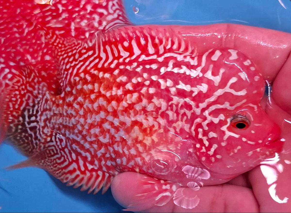 Golden Base Flowerhorn 4" inch PREMIUM (Our Choice)