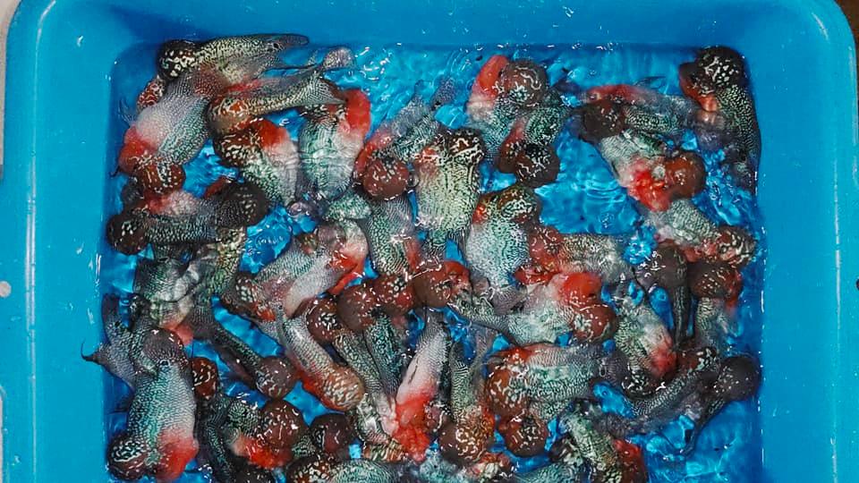 PREMIUM Super Red Dragon Flowerhorn MALE (Our Choice)