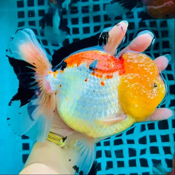 Tri-Color Thai Oranda Goldfish 4 Pack, 3"-4" Body (Our Choice)