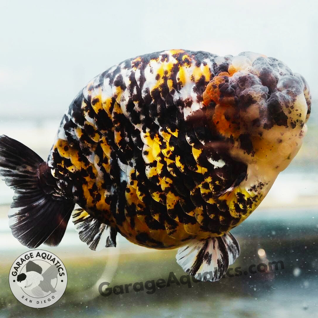 Live Premium Fancy Goldfish Red Tiger Giant Structure Ranchu Our Choice (Our Choice)