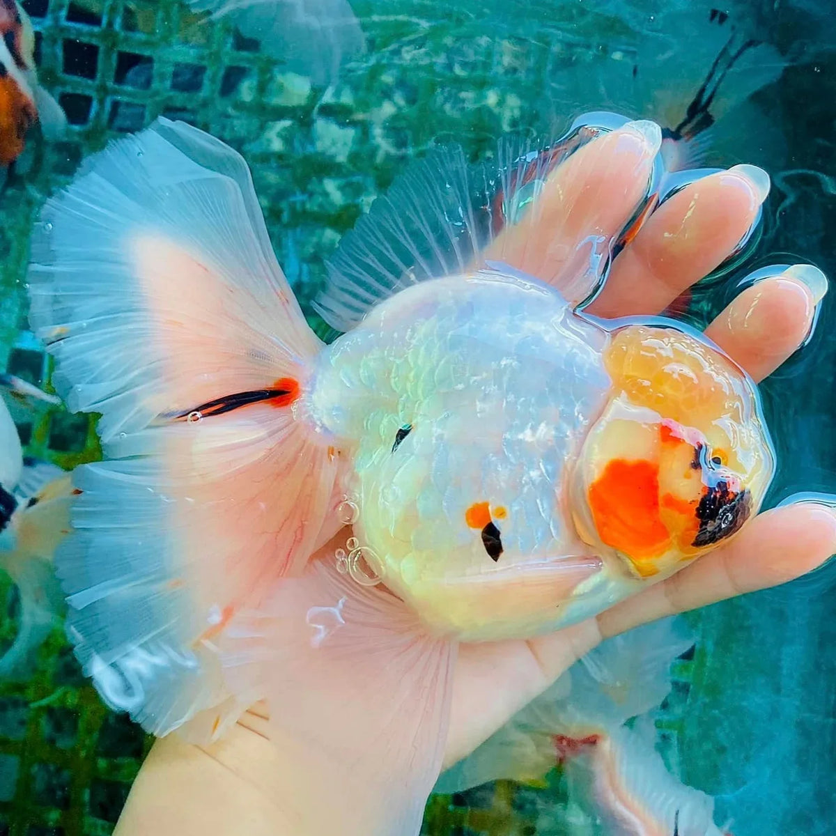 Tri-Color Thai Oranda Goldfish 4 Pack, 3"-4" Body (Our Choice)