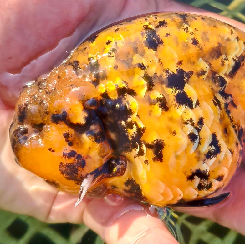 Live Fancy Goldfish Premium Thai Ranchu Large Wen Cheeks 3"-4" Body Tiger Calico (Our Choice)