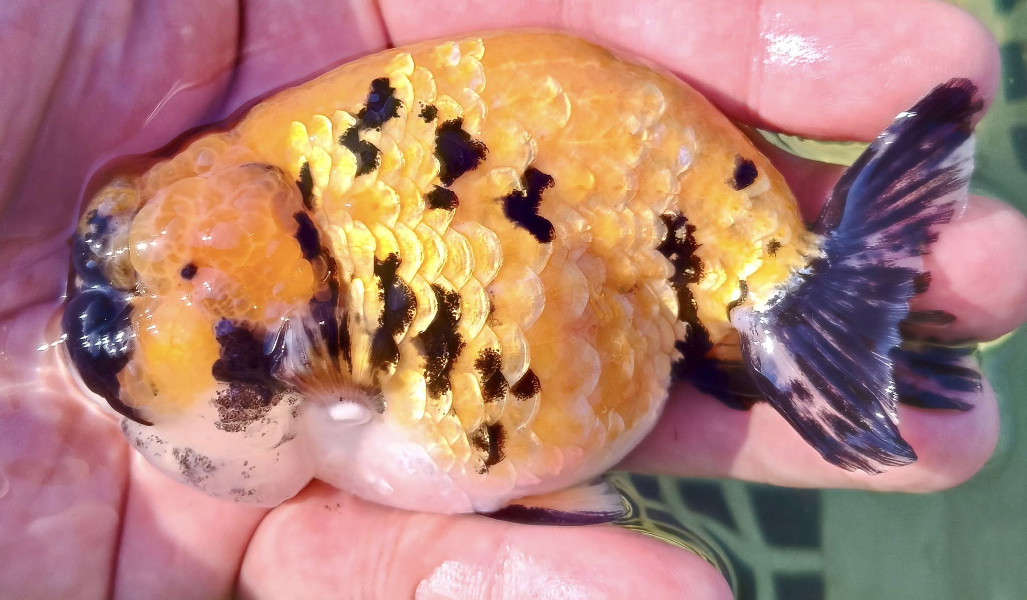 Live Fancy Goldfish Premium Thai Ranchu Large Wen Cheeks 3"-4" Body Tiger Calico (Our Choice)