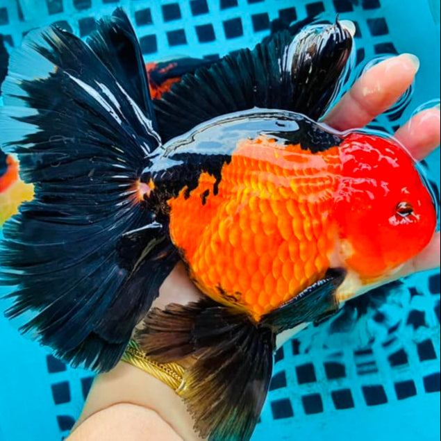 (4 PACK)Thai Oranda 3"-4" Body Tri-Color Direct From Farm AAA GRADE SHOW GRADE AWARD WINNING (Our Choice)