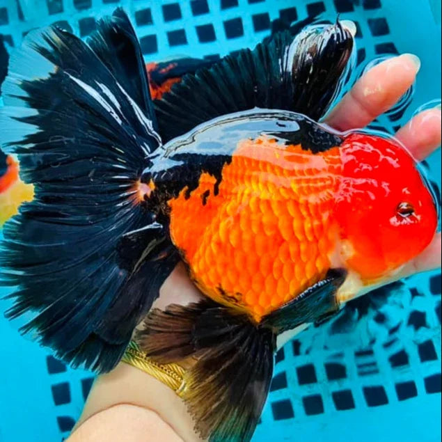 Red Head Tri-Color Thai Jumbo Oranda Goldfish, 6"-7" Body (Our Choice)