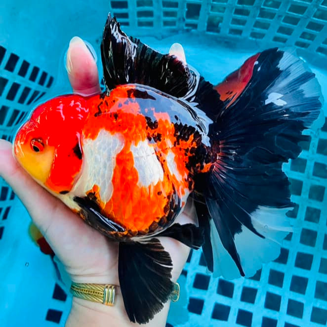 (4 PACK)Thai Oranda 3"-4" Body Tri-Color Direct From Farm AAA GRADE SHOW GRADE AWARD WINNING (Our Choice)