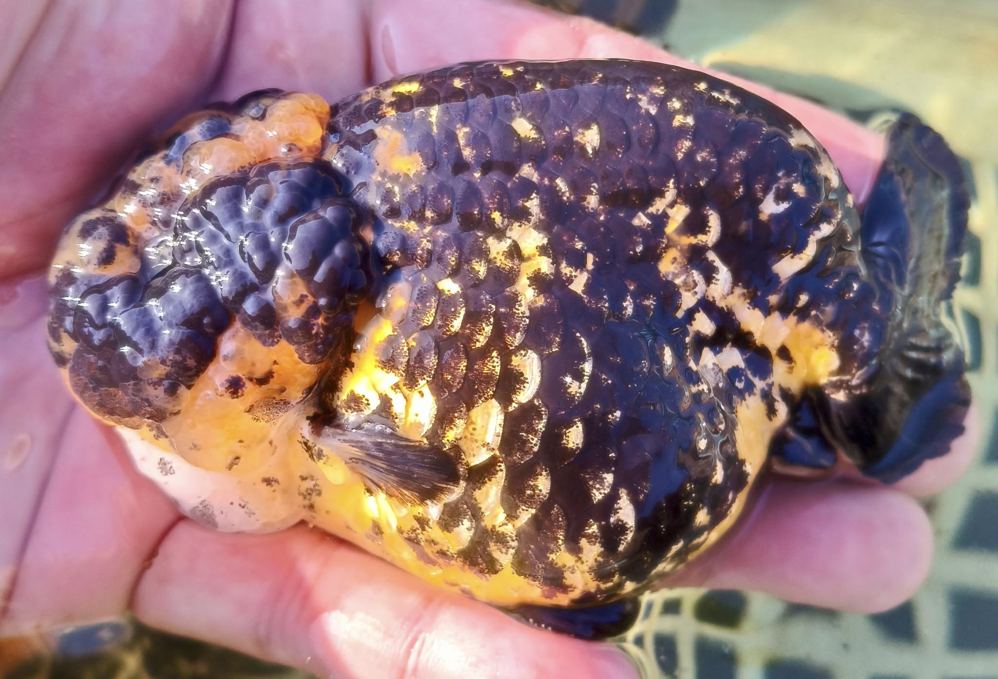 Live Fancy Goldfish Premium Thai Ranchu Large Wen Cheeks 3"-4" Body Tiger Calico (Our Choice)