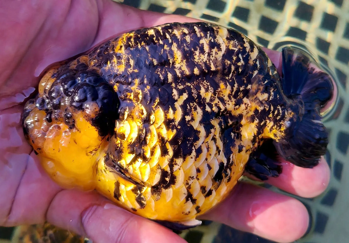 Calico Thai Ranchu Goldfish, 3"-3.5" Body (Our Choice)