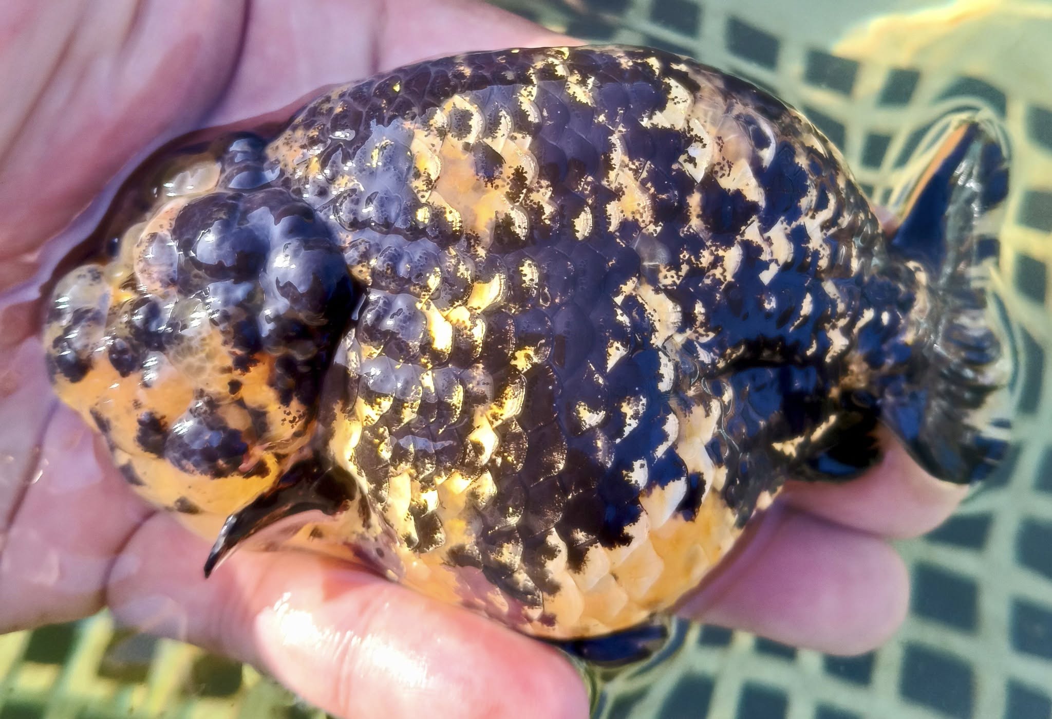 Live Fancy Goldfish Premium Thai Ranchu Large Wen Cheeks 3"-4" Body Tiger Calico (Our Choice)