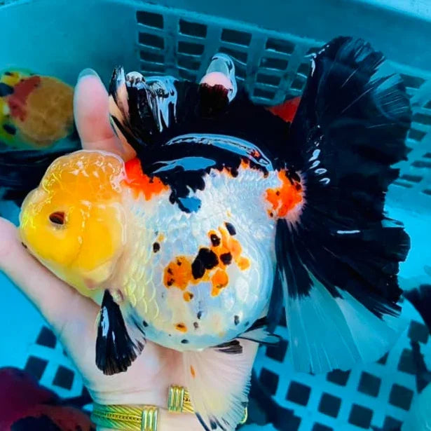 Tri-Color Thai Oranda Goldfish 4 Pack, 3"-4" Body (Our Choice)