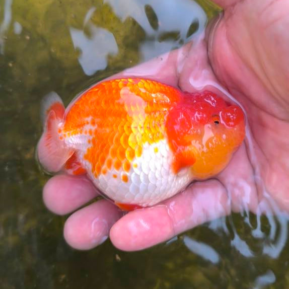 Live Premium Fancy Goldfish Thai Ranchu Red & White Dragon Head 2.5" inch body (Our Choice)