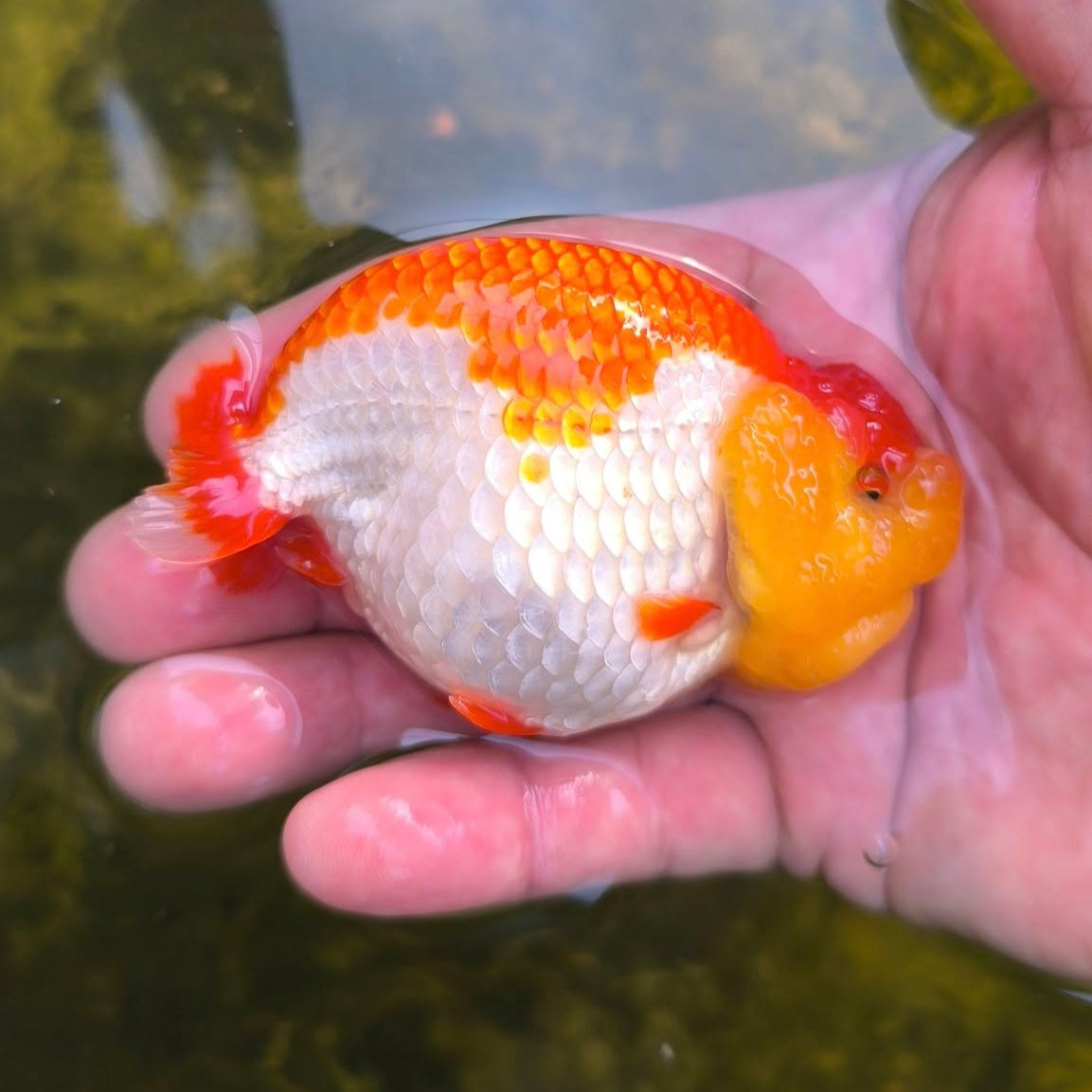 Live Premium Fancy Goldfish Thai Ranchu Red & White Dragon Head 2.5" inch body (Our Choice)