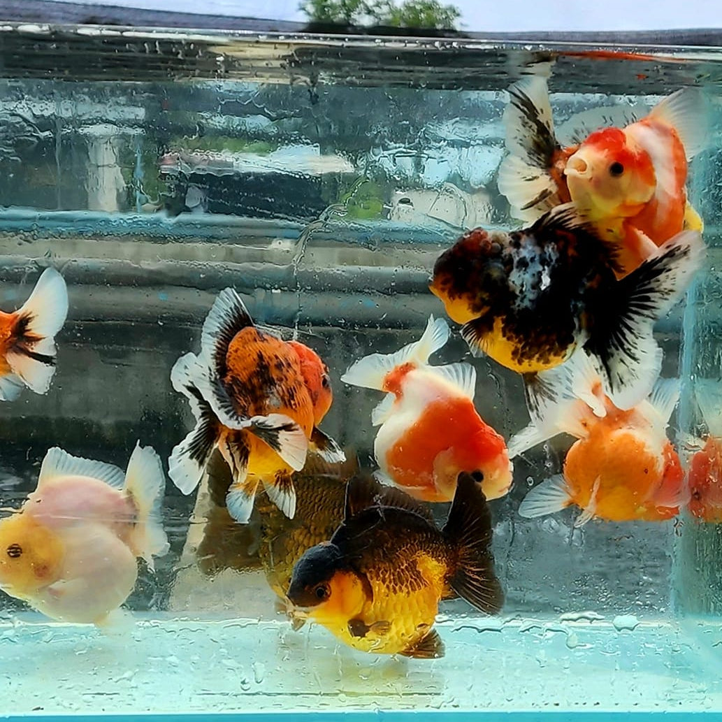Live Premium Fancy Goldfish Shogun Thai Oranda Yuanbao (Our Choice)