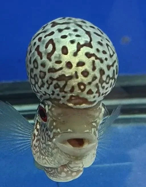 KML Flowerhorn 4"-5" inch PREMIUM (KAMOL) - (Our Choice)