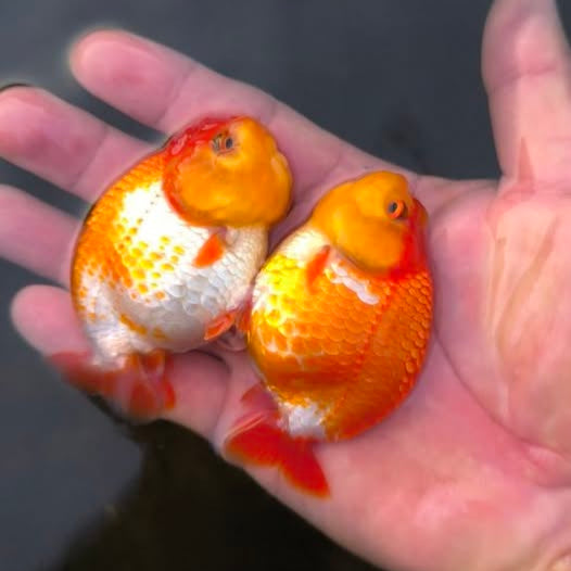 Live Premium Fancy Goldfish Thai Ranchu Red & White Dragon Head 2.5" inch body (Our Choice)