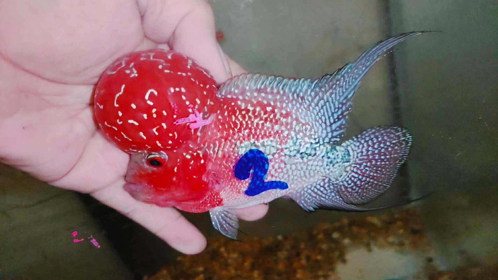 Super Red Dragon Flowerhorn MALE 4" inch MONSTER KOK (SRD-026)