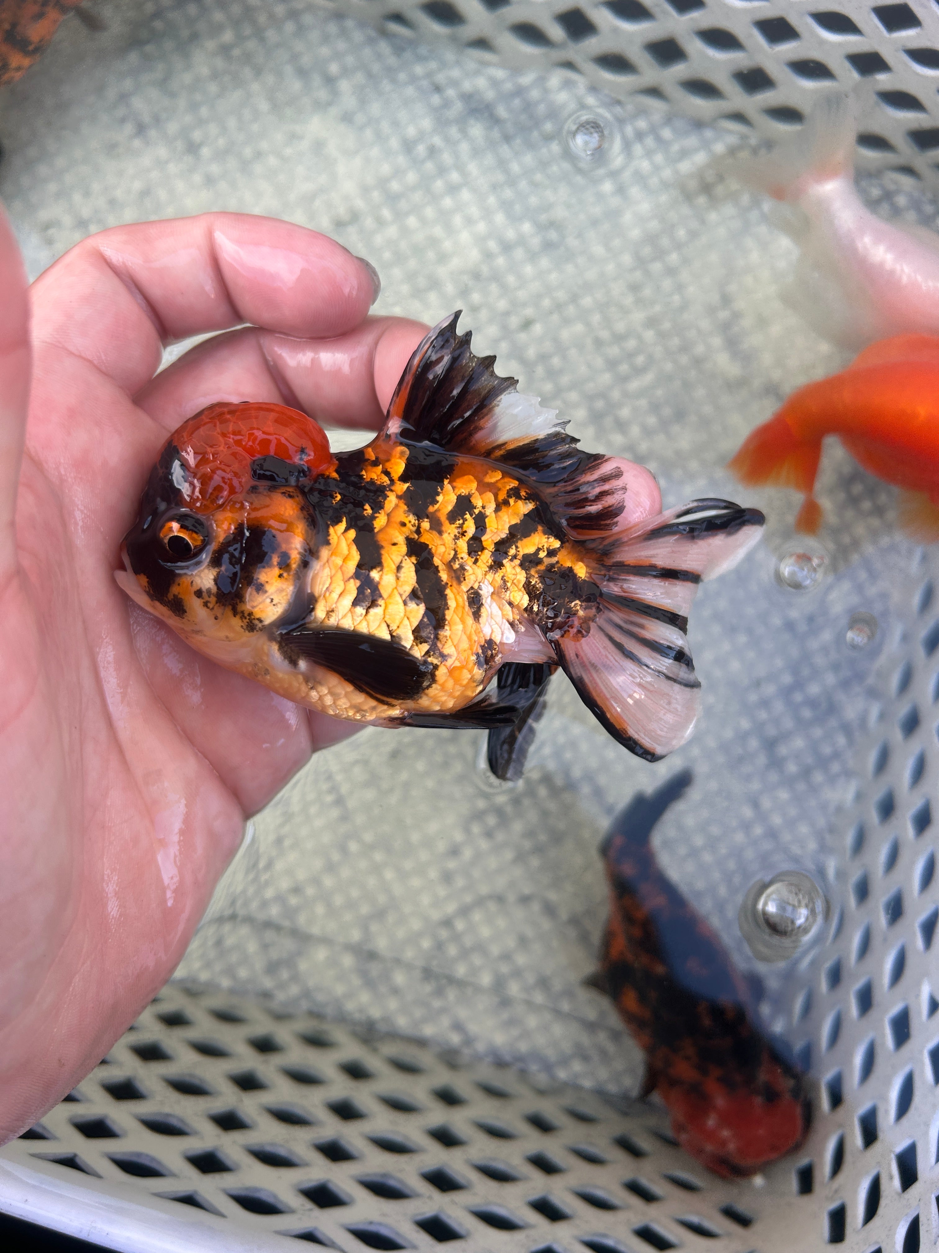 Live Premium Fancy Goldfish Thai Oranda Red Tiger 3” body Male 7 Months (JC-146) BlackTub#2