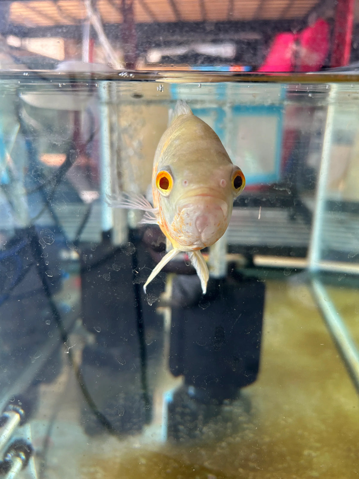 Albino Oscar fish with bright orange eyes swimming in an aquarium by Garage Aquatics