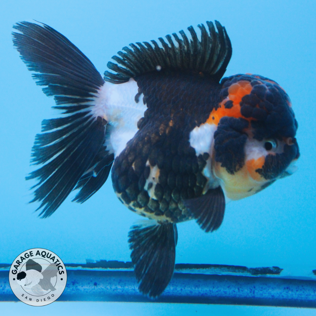 Live Premium Fancy Goldfish Thai Oranda Tri Color Red Cap Orchid Tail Female 3.5β Body 8 Months (JC-043)