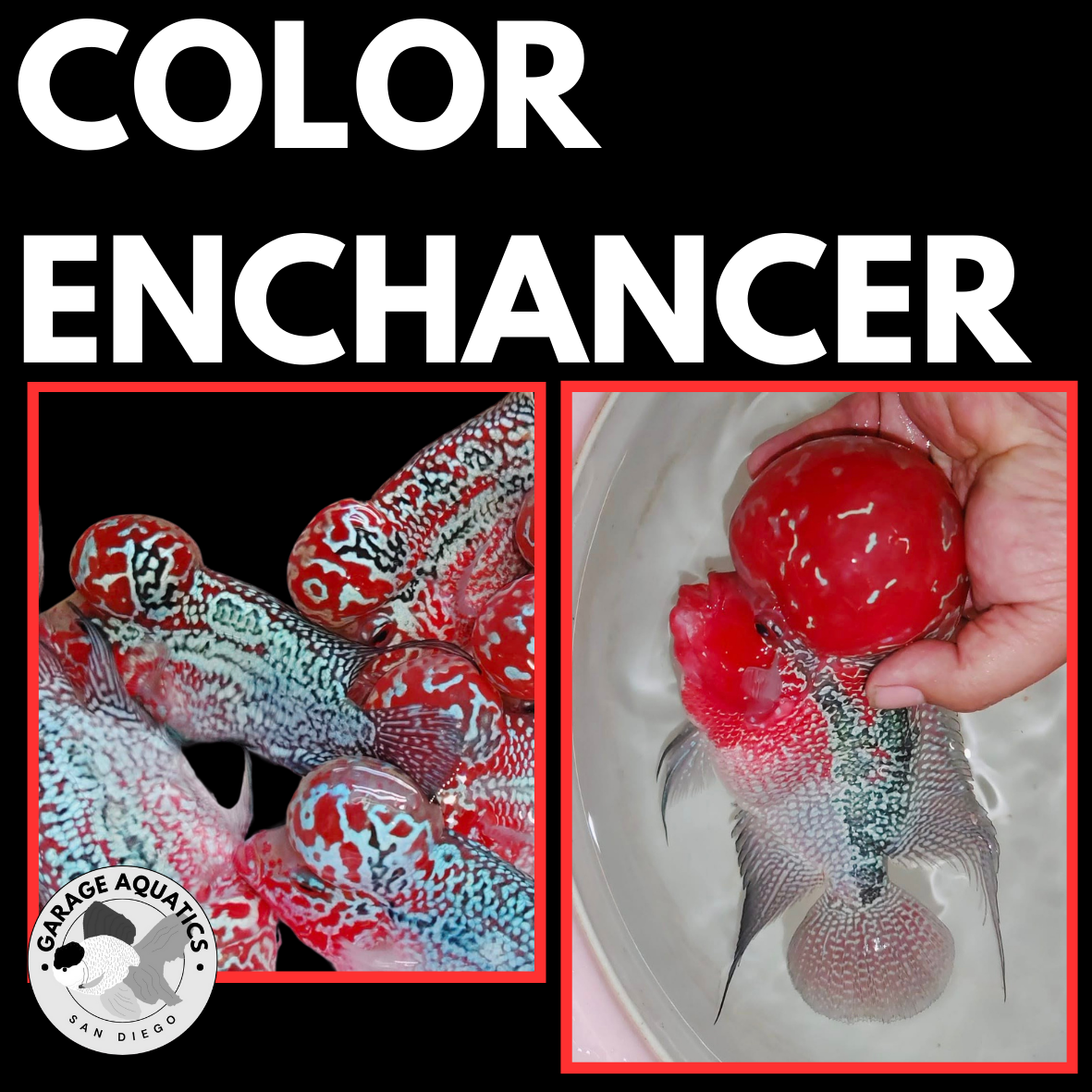 Flowerhorn Pellets – High-Protein & Color-Enhancing Fish Food