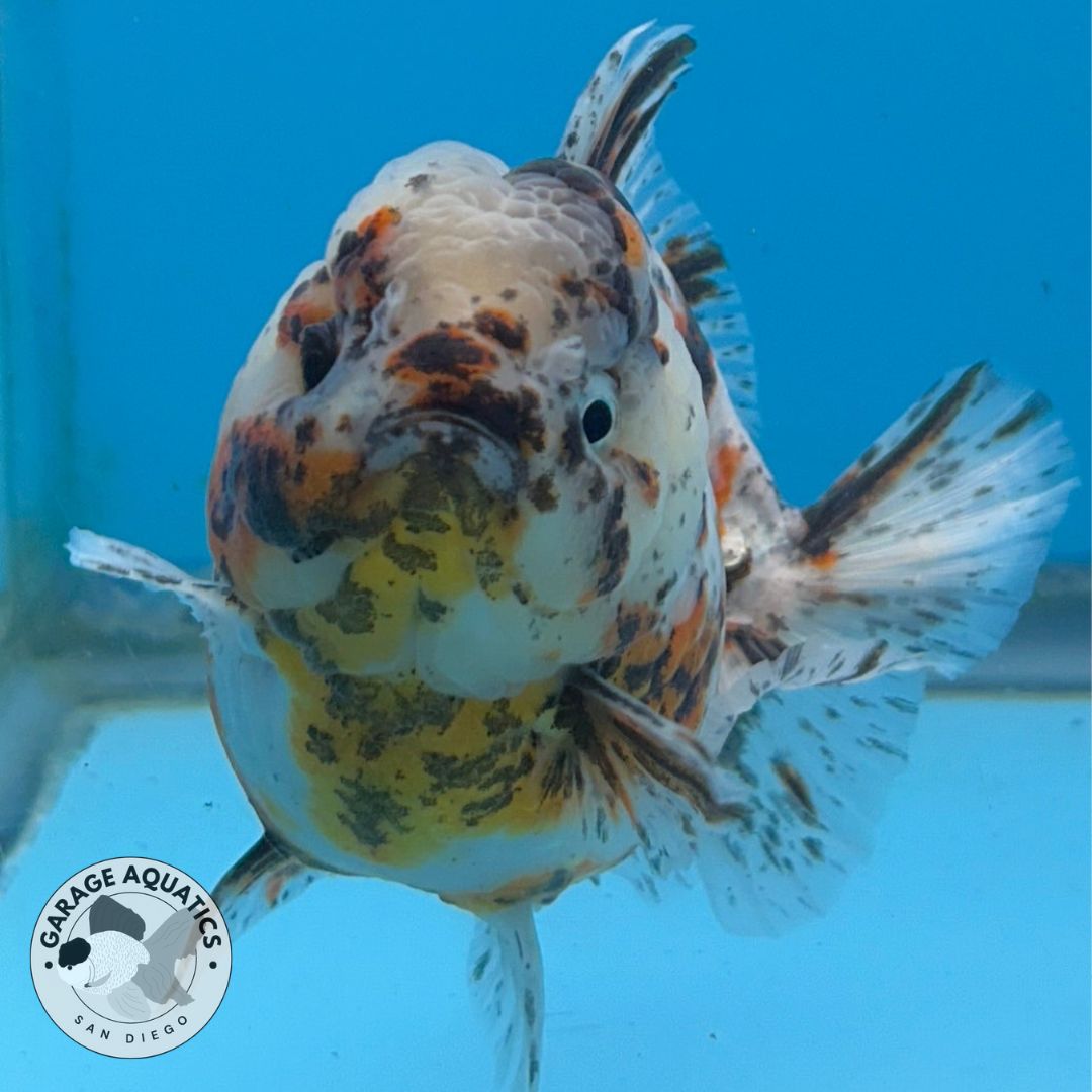 NK Thailand Thai Oranda Short Tail White Tiger Calico 4” Body Male (JC-030) R1C4 (FREE 2 DAY SHIPPING)