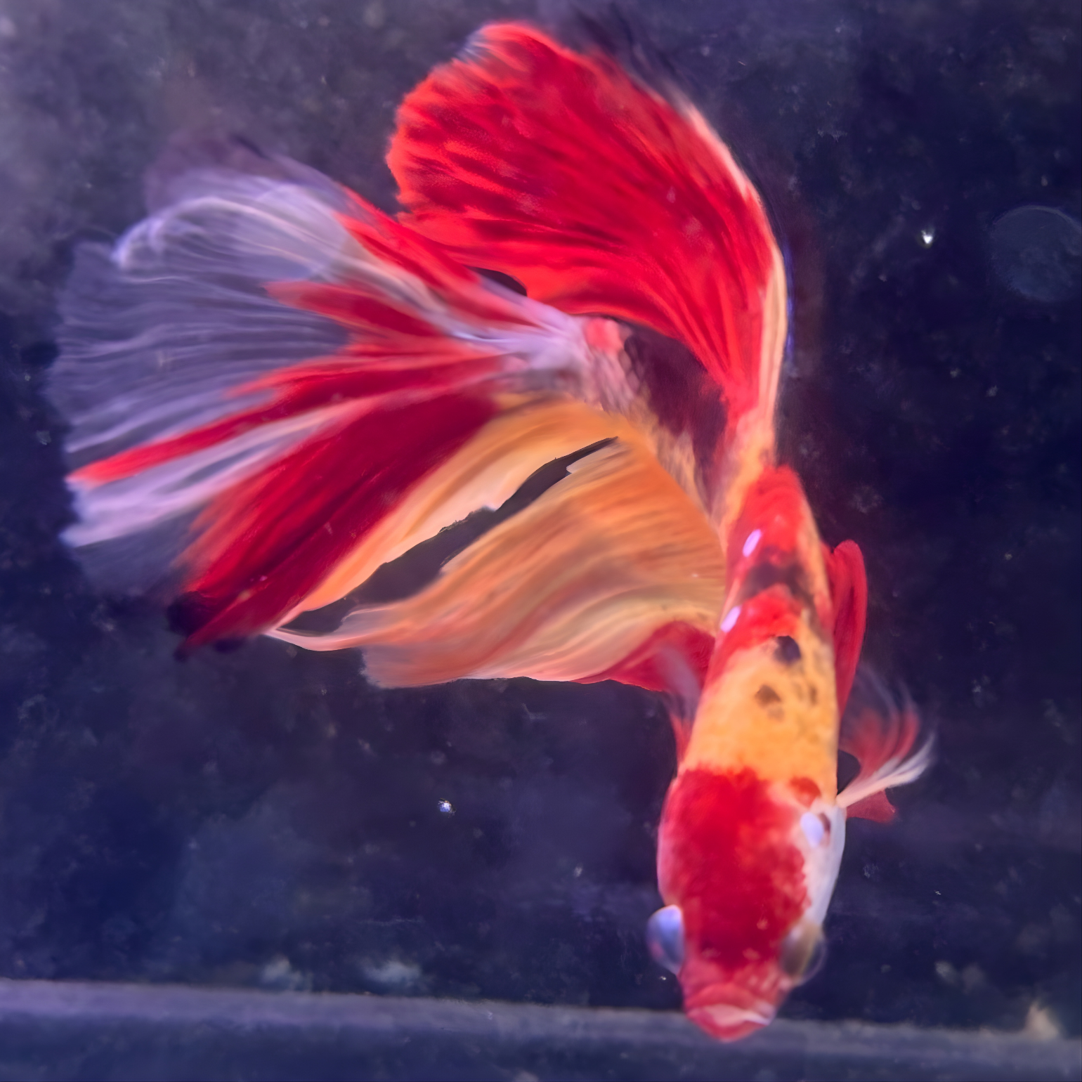 Koi Nemo Halfmoon Male Betta Fish (You pick) JAR#1 GBM-101