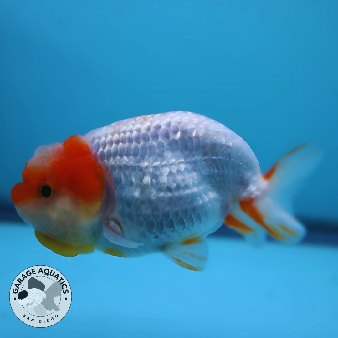 Live Premium Fancy Goldfish Thai Ranchu Red/White Dragon Head Fluffy Wen 3" Body Female (JC-51)
