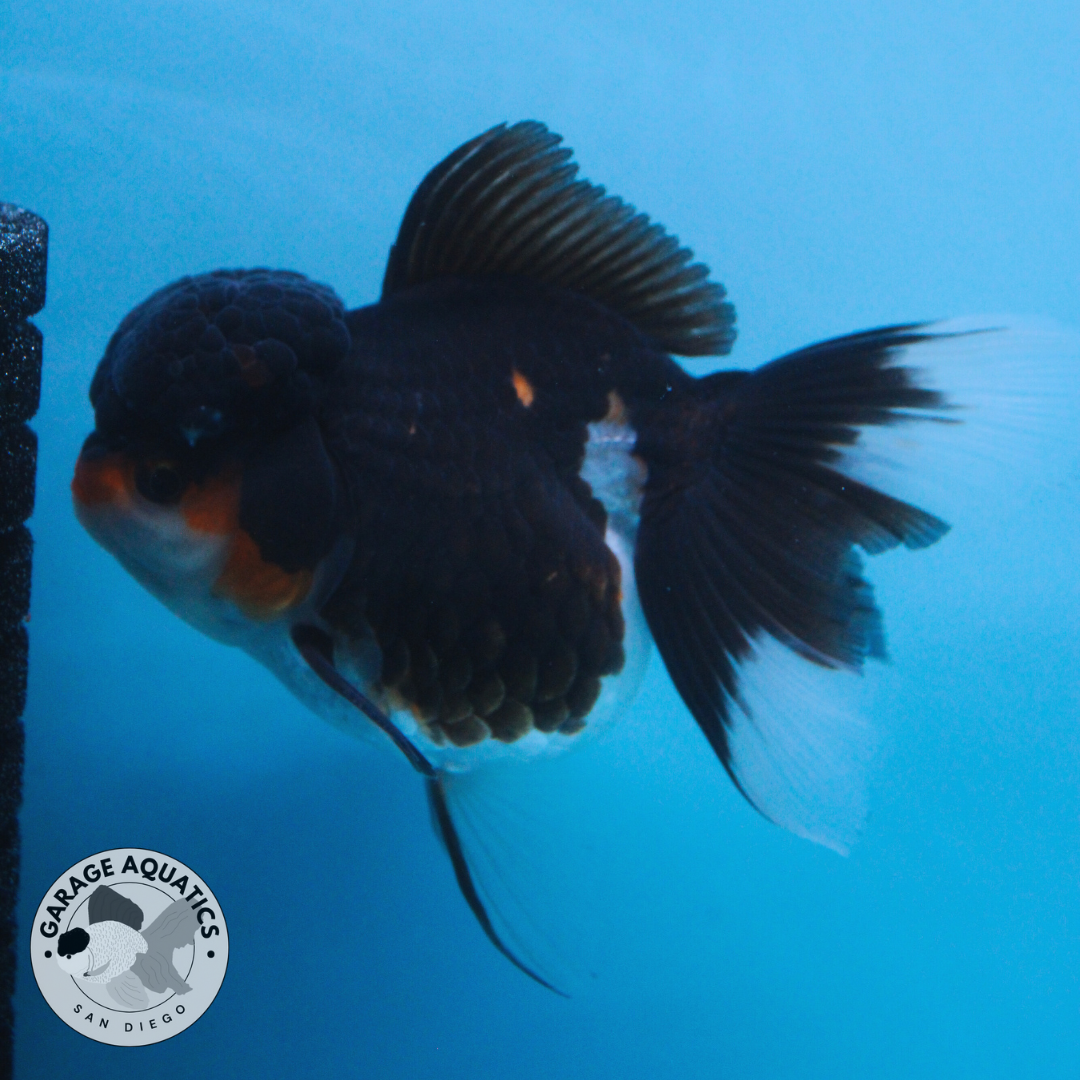 Live Premium Fancy Goldfish Thai Oranda Panda Red Cap Orchid Tail Female 3.5” Body 8 Months (JC-053)