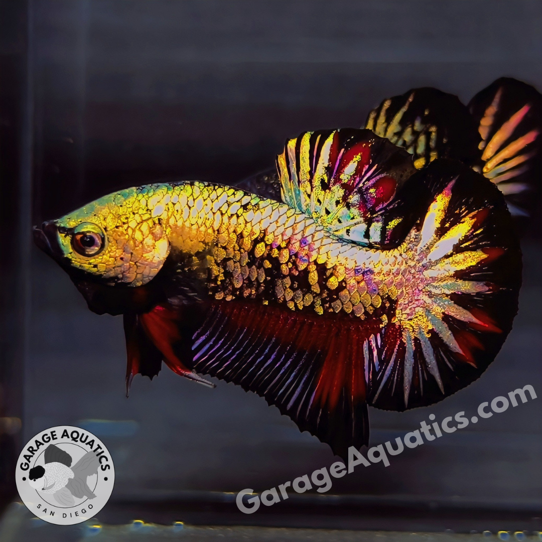 Live Male Betta Black Panther Show Grade